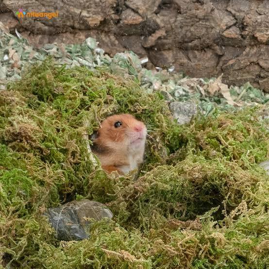 Gambar Nios Forest Moss/Lumut Hutan Kering Dekorasi,Sarang,Bedding Hamster dari nios pet shop undefined Tokopedia