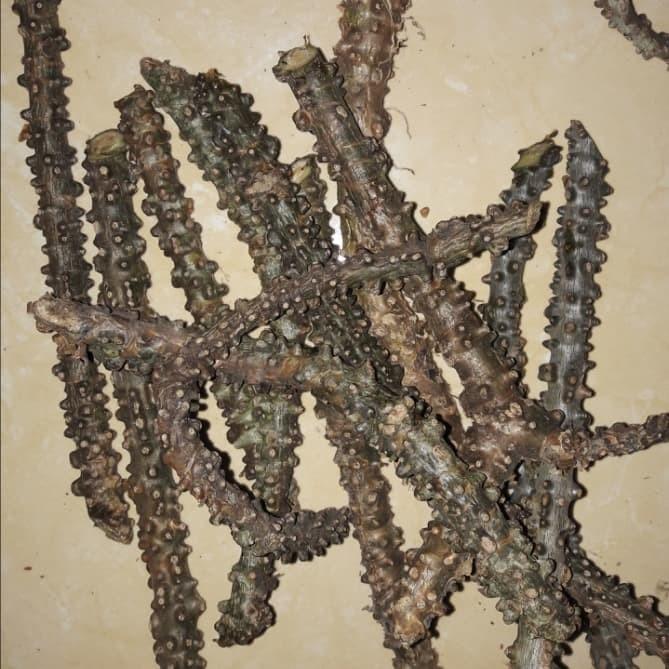 Gambar BROTOWALI ANTAWALI / Jamu Pahitan Herbal Organik Fungsi Antioksidan R - 10 Cm dari Mangkubumi Indonesia undefined Tokopedia