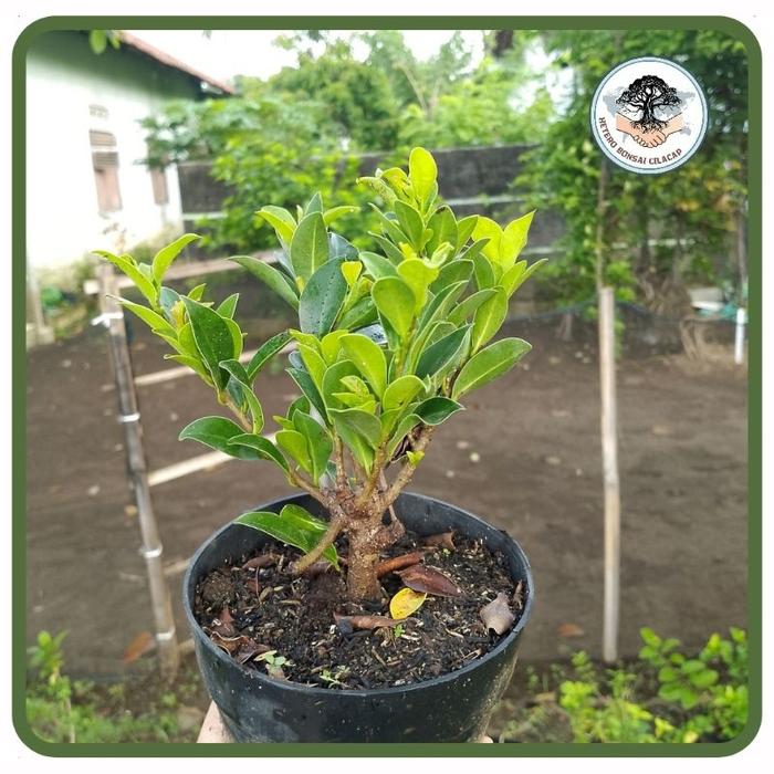 Gambar termurah - bahan bonsai beringin elegan hasil cangkok bo ritwwu 3212ge dari Abdulka undefined Tokopedia