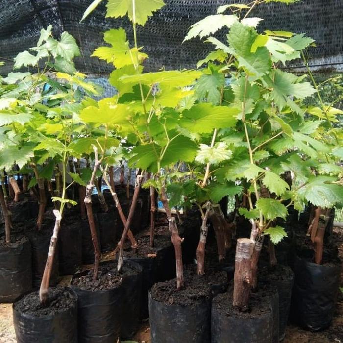Gambar bibit anggur import carnival (crv) (hasil grafting) cepa rutsta 5837ak dari FimaRia undefined Tokopedia