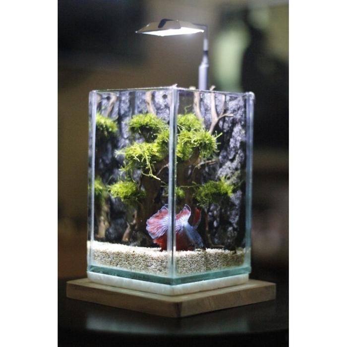 Gambar MINI AQUASCAPE SOLITER MODEL TEBING  BONSAI Minimalis - Tebing + Bonsai JM, Tanpa Alas Kayu dari BEROX.ID_NEW undefined Tokopedia