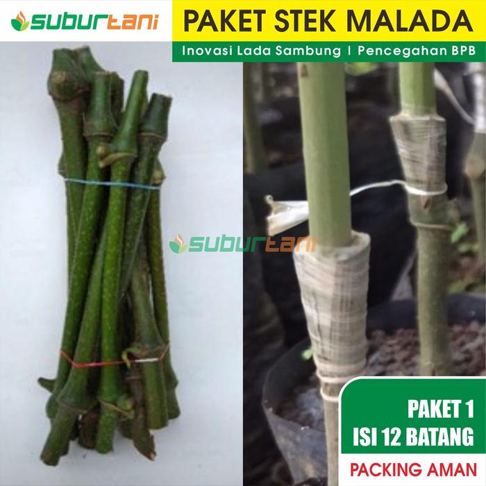 Gambar Bonsai Paket Malada Melada Inovasi Lada Sambung - 20 Batang dari wildan ninggrim99 undefined Tokopedia