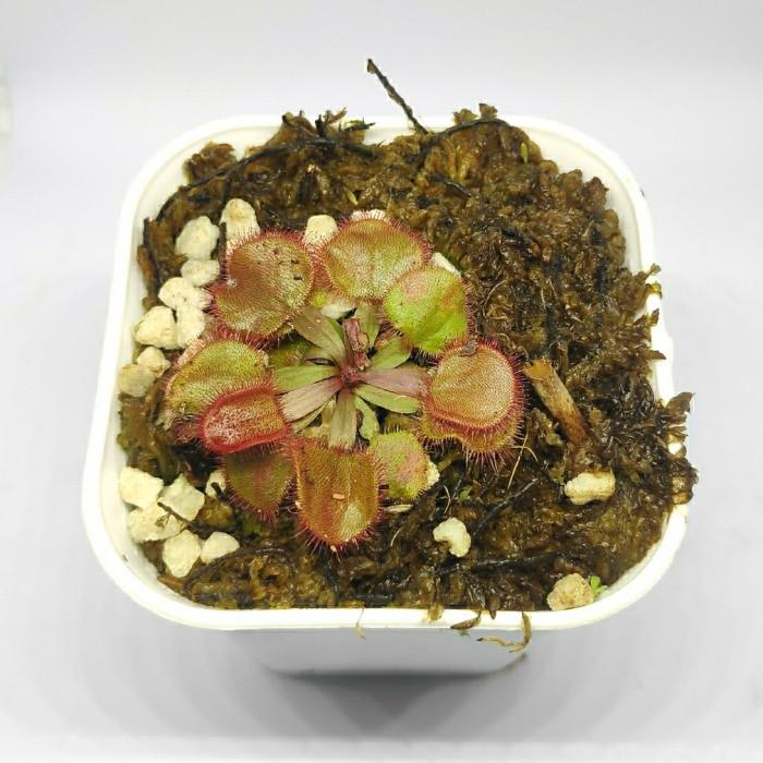 Gambar Terlaris Drosera falconeri / Sundew Tanaman Pemakan Serangga Carnivorous Plants - DFSH001 Tbk - DFSH001 dari samithaastore undefined Tokopedia