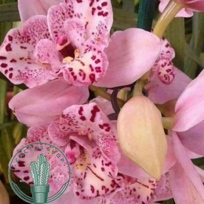 Gambar PROMO Anggrek Dendrobium / Tanaman hidup Anggrek dendrobium Bunga Hidup Anggrek dendrobium / Anggrek asli Dendrobium - A1 dari Bunga hias taman undefined Tokopedia