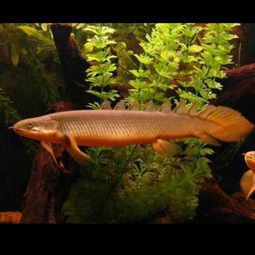 Gambar NEW ikan palmas senegalus jumbo 20-25 cm dari ExelShop 3730 undefined Tokopedia