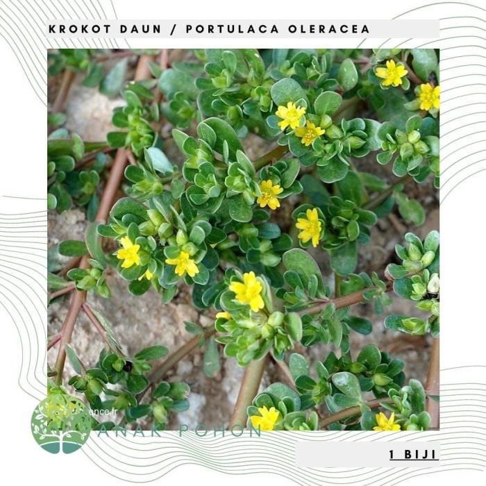 Gambar Mur4h1 Benih Bibit Biji - Krokot Daun / Krokot Rumput (Portulaca oleracea) dari yeye_232 undefined Tokopedia