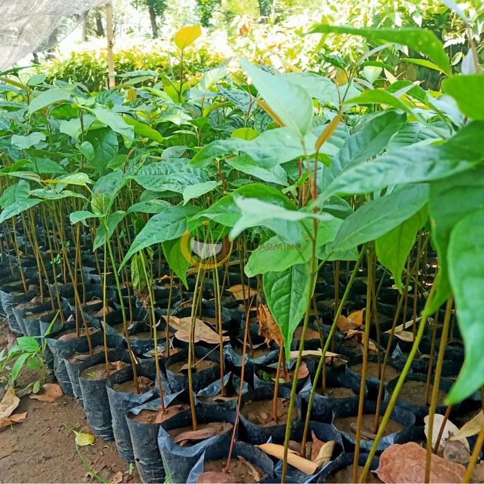 Gambar Bibit Tanaman Pohon Mauni / Mahoni Unggul dari Kebunku Indah_NEW undefined Tokopedia