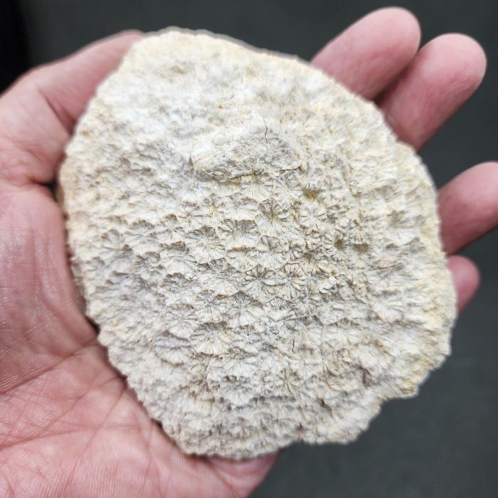 Gambar UNIQUE | Scleratinia Stone Coral Fossil Batu Koral Terumbu Karang Purba Natural Fossil Specimen #FOCOSDKS03 dari NeptuniumCrystals undefined Tokopedia