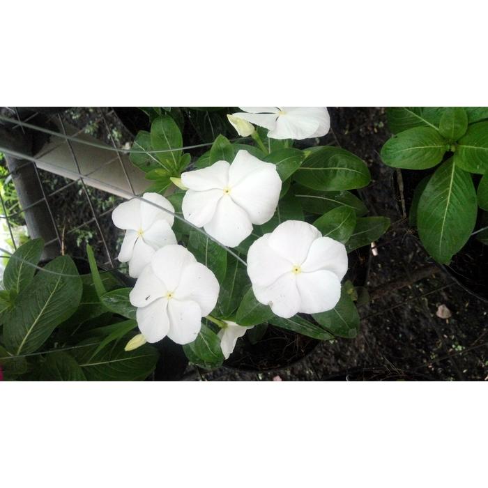 Gambar Tanaman Hias Bunga Vinca - Tapak Dara - Sudah Berbunga Daun - Putih dari Mulyosekar undefined Tokopedia