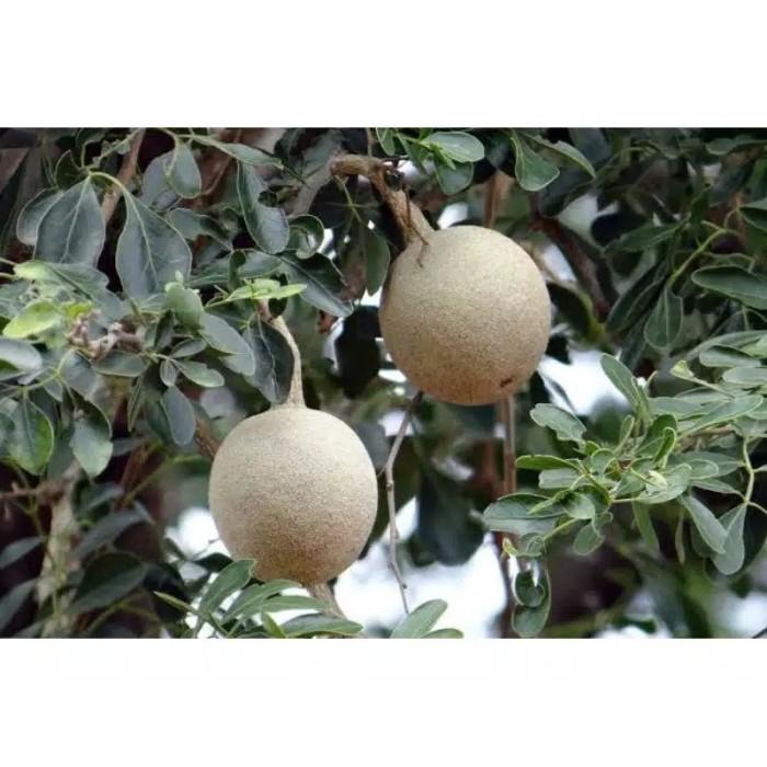 Gambar TerEnakk99- Buah kawista segar 1KG dari combolkn undefined Tokopedia