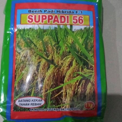 Gambar benih hibrida padi SUPADI 56 EXP 06 2024 dari CV.UNGGUL MANUNGGAL undefined Tokopedia