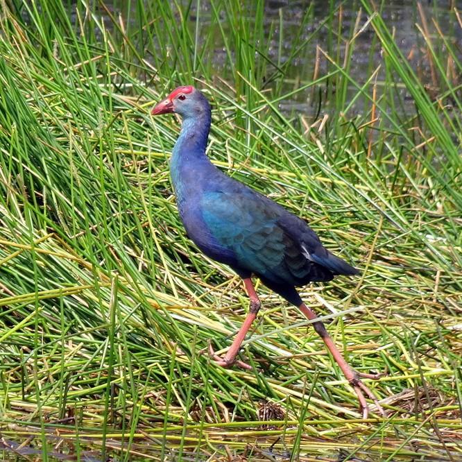 Gambar Jual burung mandar biru aviary jarang ada Diskon dari zarra_st0re undefined Tokopedia