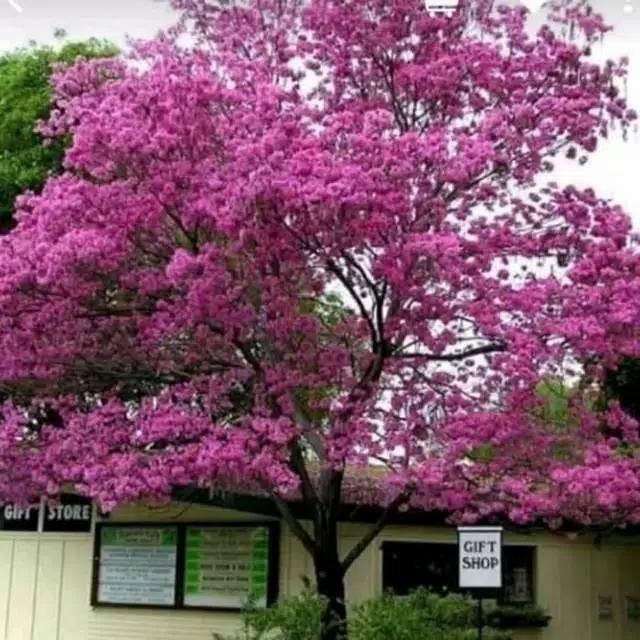 Gambar tanaman hias tabibuya - pohon tabebuya  varian kuning - ungu - ping - pink dari ANEKA PLANT STORE undefined Tokopedia