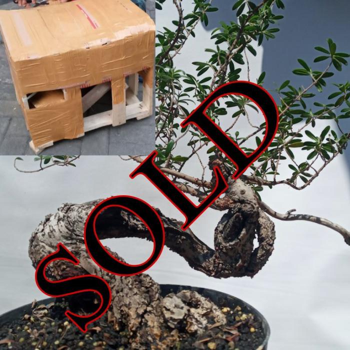 Gambar Bonsai Bahan Bonsai Santigi Karang Sulawesi Tual - S1 dari RANTING PLENGKUNG undefined Tokopedia