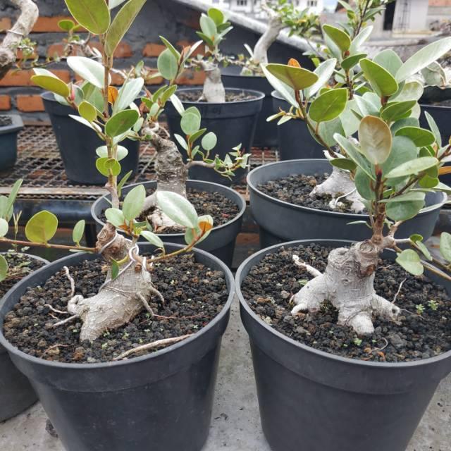 Gambar Bonsai Bahan Bonsai Iprik Prospek dari RANTING PLENGKUNG undefined Tokopedia