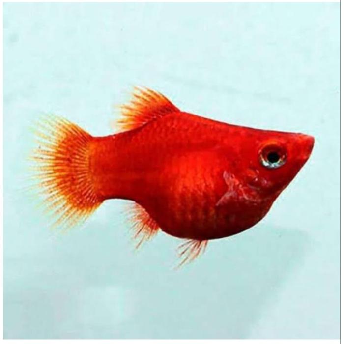 Gambar platy - Coral, Platy dari salvanofish undefined Tokopedia