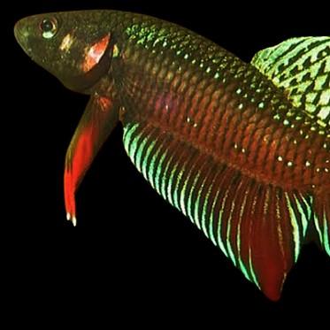 Gambar CUPANG ALAM / WILD BETTA SPLENDENS dari toko bangmama undefined Tokopedia