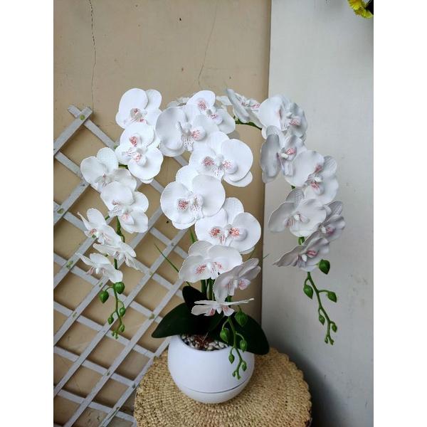 Gambar Anggrek Dendrobium - Putih polos dari SAHABAT TANIE STORE undefined Tokopedia
