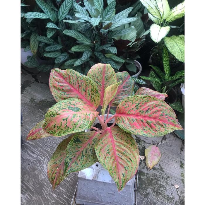 Gambar tanaman hias aglonema striptis asli merah merona dglxae 0119la dari JUAKARGA undefined Tokopedia