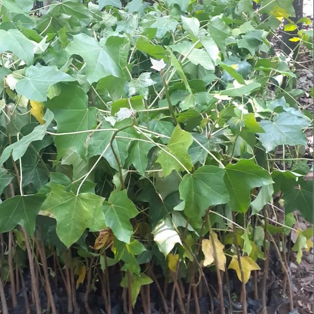 Gambar bibit pohon kepayang - pohon kluwek - tanaman picung kbtgkm 5824gp dari Gojan undefined Tokopedia