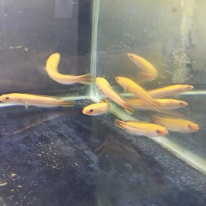 Gambar READY STOK ikan toman xanthic xhantic - 13-15cm dari MRRYShop undefined Tokopedia