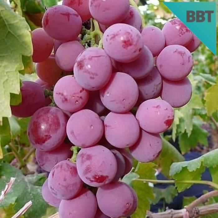 Gambar bibit anggur red master hasil stek super dari Daliyahshoop undefined Tokopedia