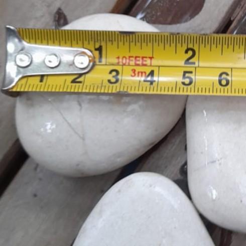 Gambar Batu Hias Kupang Putih Besar Jumbo - 4-5cm M dari BENIH BAIK GROUP undefined Tokopedia