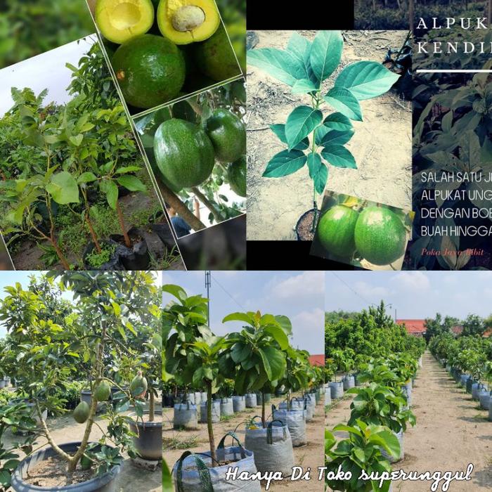 Gambar SUPER !! Tanaman Pohon Buah Alpukat Ukuran Satu Meter Lebih Dengan Batang Besar Bonus Pupuk Dan Panduan Perawatan - Alpukat Markus dari Jadi beli.id undefined Tokopedia