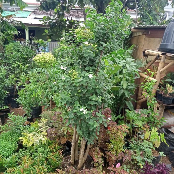 Gambar pohon bonsai jasmine berkualitas dari Dwi Decoration undefined Tokopedia