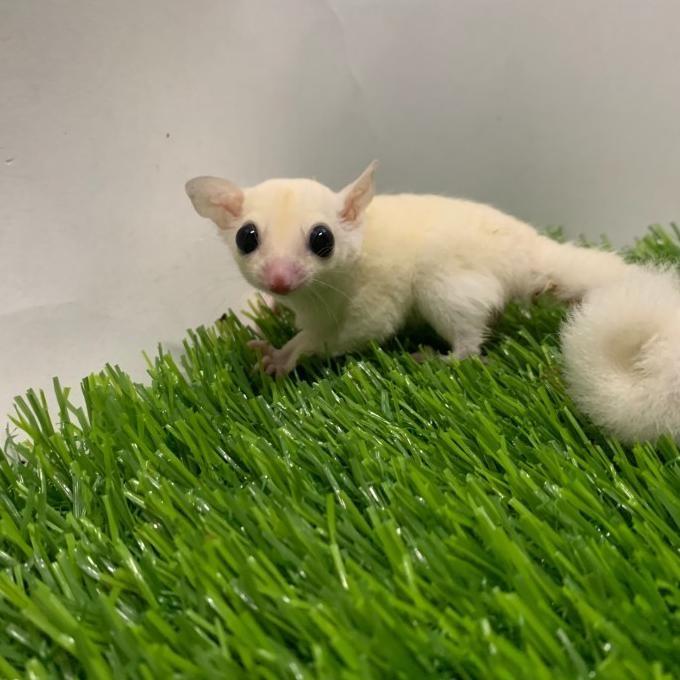 Gambar Sugar Glider Sg Leucistic Joy Lucu Meriah - Sepasang dari chana fishstore undefined Tokopedia