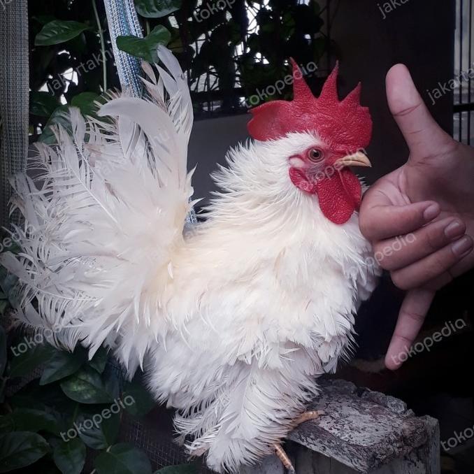 Gambar Ayam Hias Ayam Serama/Ayam Kate/Walik/Ayam Pelung/Anakan Ayam - Jantan coklat dari chana fishstore undefined Tokopedia