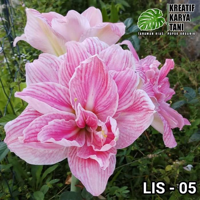 Gambar Tanaman hias amarilis - Tanaman bunga amarilis - Amarilys bunga bakung -bunga hias bakung amarylis - bunga bakung amarilis - bunga hidup bakung - LIS - 05 dari Bunga hias taman undefined Tokopedia