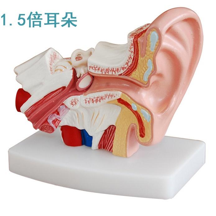 Gambar Human Ear Model Enlarged 1.5 Times Inner Ear Labyrinth Drum Membrane Structure Outer Ear Ear Cleaning Training Anatomy Listening/Anatomical Skin Model Anatomy Biology Medical - 1.5 times ears dari PUNDIVIA undefined Tokopedia