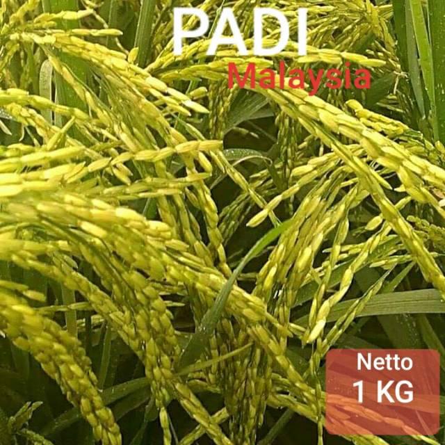 Gambar Biji Padi Unggul Malaysia dari jaya tani by undefined Tokopedia