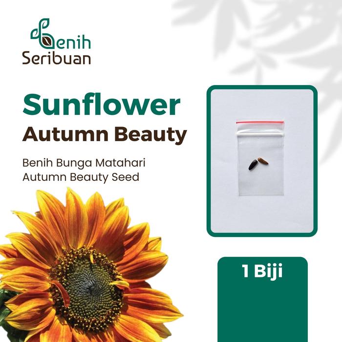 Gambar 2 Bibit Bunga Matahari Benih Sunflower Autumn Beauty Premium Import - SUNFLOWE AUTUMN dari Benih Seribuan undefined Tokopedia