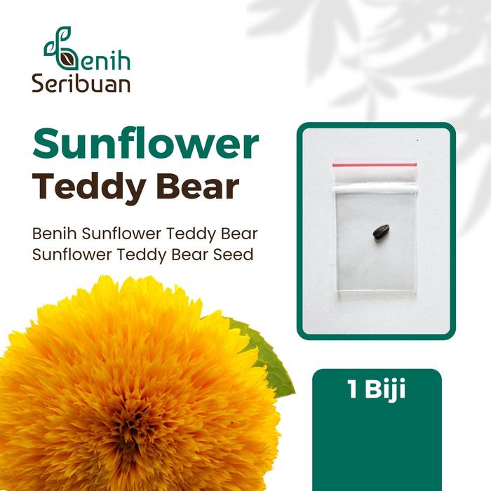 Gambar 1 Benih Sunflower Teddy Bear Bibit Bunga Matahari Dwarf Sunfold Import - SUNFLOWER TEDDY dari Benih Seribuan undefined Tokopedia