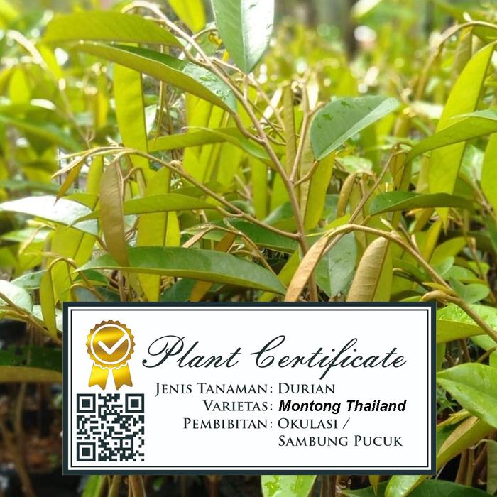 Gambar Bibit Durian Sertifikat Garansi / Musangking / Duri Hitam / Montong / Super Tembaga. - Montong dari dayaanae undefined Tokopedia