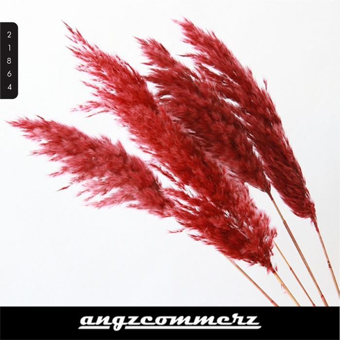 Gambar Fluffy Dried Pampas Bunga Kering Decor Flower Rumah Bouquet 5 pcs buket bunga - Red dari ANGZCOMMERZ undefined Tokopedia