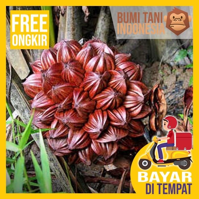 Gambar BUAH NIPAH / BUAH POHON DAHON RAWA - Bibit Nipah dari BUMI TANI IND undefined Tokopedia