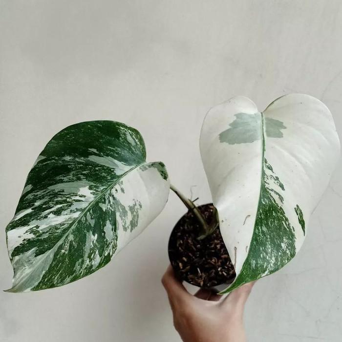 Gambar tanaman hias monstera varigata white tiger marbel monvar variegata - 1 daun - 2 daun dari BERKAH INDAH GARDEN undefined Tokopedia