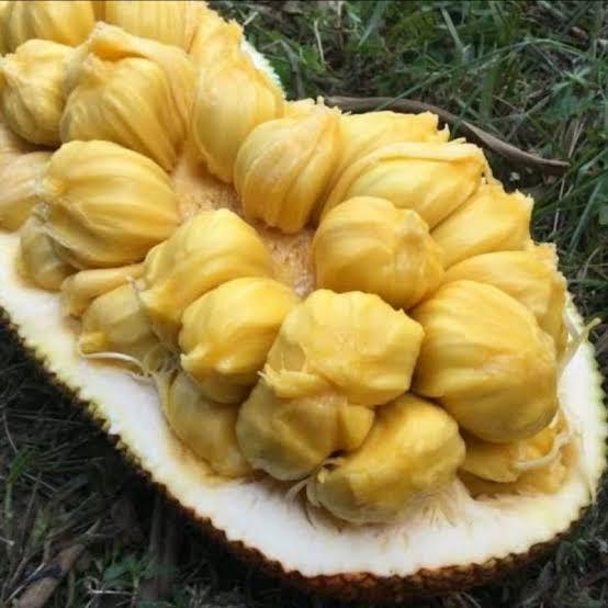 Gambar buah cempedak manis perbuah 1kg dari MAHARDIKA IND undefined Tokopedia