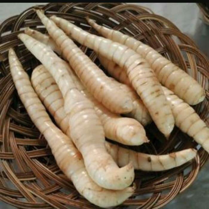 Gambar promo umbi garut atau temu kunci segar 1kg COD dari Distributor Anggrek undefined Tokopedia