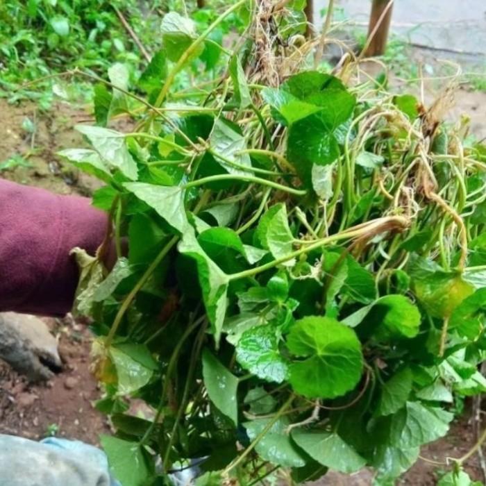 Gambar Bibit Tanaman Antanan-Daun pegagan-pohon Antanan-Obat Herbal dari Distributor Anggrek undefined Tokopedia