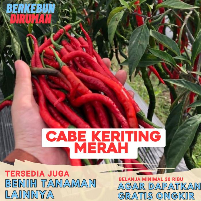 Gambar Aneka Macam Benih Cabe Cabean Konsumsi Bibit Sayuran Terlengkap Cabe merah rawit keriting Besar Hijau Dompol Ori 212 Viral Orion Sigantung Jalapeno harbanero Toraja - MERAH - 20 dari BERKEBUN DIRUMAH_NEW undefined Tokopedia