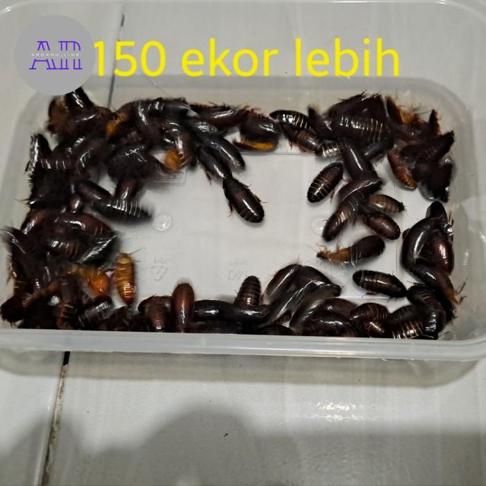 Gambar UMPAN MANCING GALATAMA LELE KECOA BATU ATAU KECOA TANAH/TERKELAK/MENJE dari idola sportku undefined Tokopedia