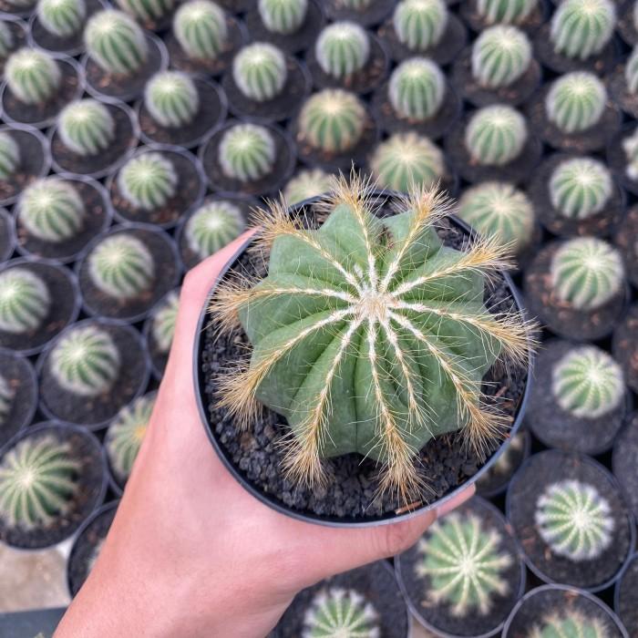 Gambar Kaktus Mini Gymno Merah Kuning Dan Sukulen Koleksi Tanaman Hias Hidup Untuk Hiasan Dekorasi Estetik Dinding Kamar Kantor Murah Gratis Ongkir | Dham One Store - 11 dari Dham one store undefined Tokopedia