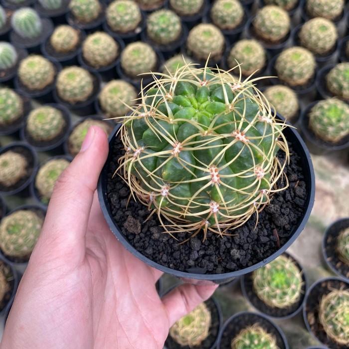 Gambar Kaktus Mini Gymno Merah Kuning Dan Sukulen Koleksi Tanaman Hias Hidup Untuk Hiasan Dekorasi Estetik Taman Dinding Kamar Kantor Murah Gratis Ongkir - 7 dari Xstrip undefined Tokopedia