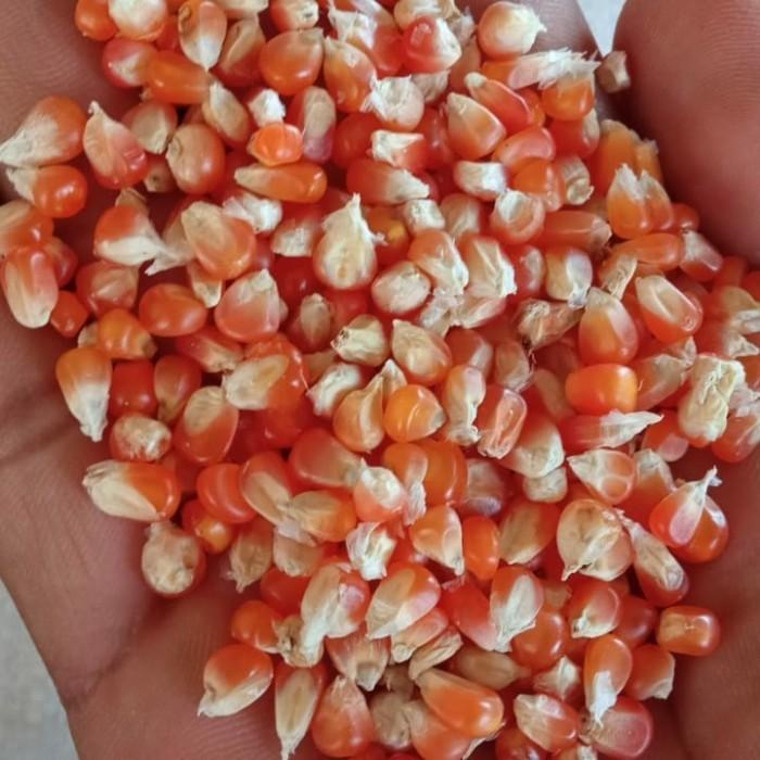Gambar TERBARU JAGUNG KRISTAL 1 KARUNG 25KG PAKAN BURUNG MERPATI DARA DLL dari Nomu Sh0pp undefined Tokopedia