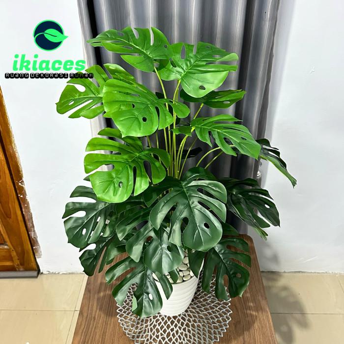 philodendron panaschiert Panaschierter Philodendron