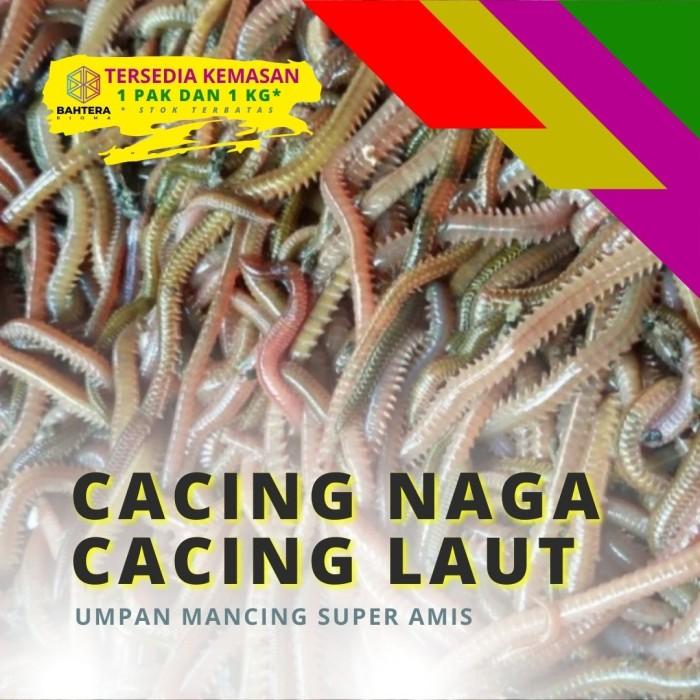 Gambar Lyced Oele/Laor/Lur/Cacing Naga/Cacing Laut umpan pancing BEST SELLER - 1 Kg dari KUWAJA TOSERBA undefined Tokopedia